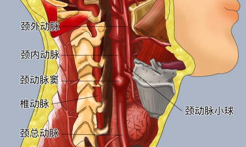 冬瓜的功效和作用营养价值-冬瓜央的功效网 | 冬瓜功效与作用营养,冬瓜的功效与禁忌