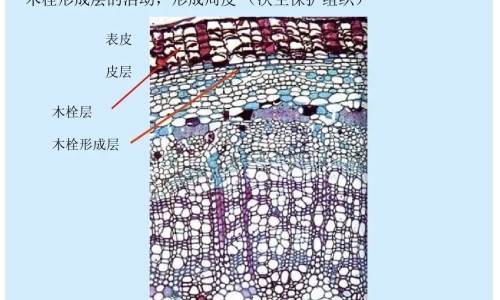 冬瓜央的功效网 | 冬瓜功效与作用营养,冬瓜的功效与禁忌