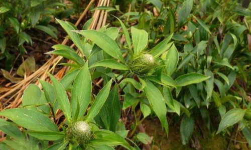 冬瓜央的功效网 | 冬瓜功效与作用营养,冬瓜的功效与禁忌